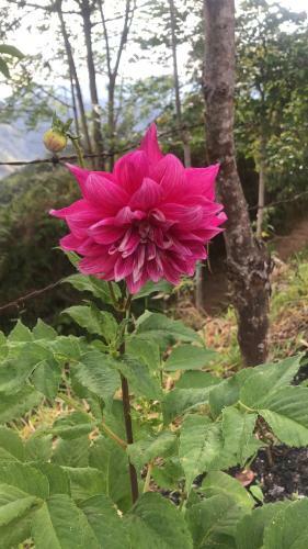 Bed & Breakfast Finca Momota Farm