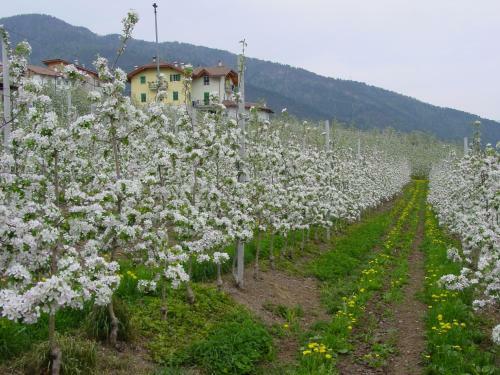Agroturismo Agritur Monte Pin