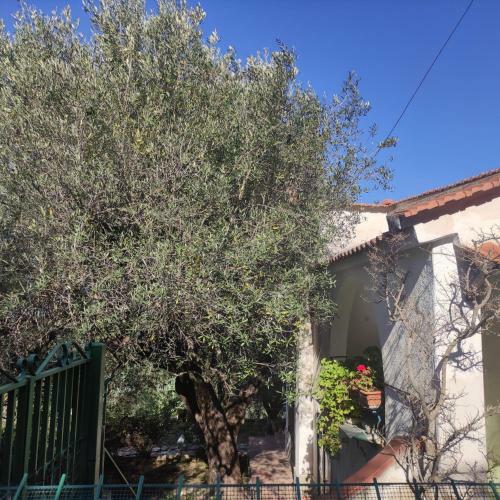Villa Degli Ulivi