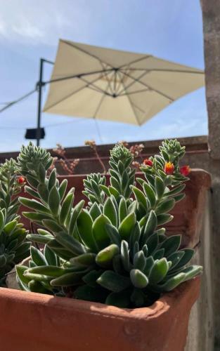 A 6 Km Da Porto Cesareo, La Casa Del Carrubo