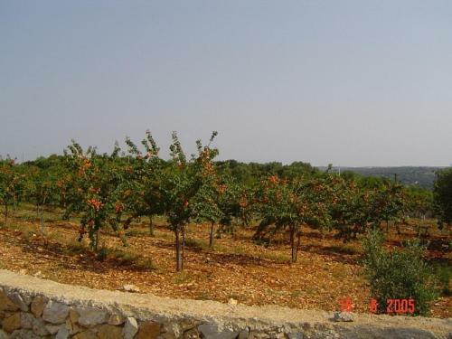 Agroturismo Agritria Di Umberto Anglisani
