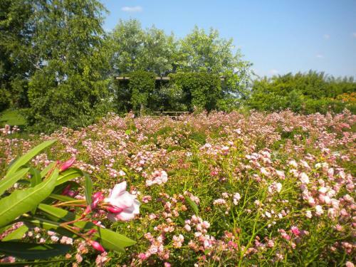 Agroturismo Agriturismo Il Magicorto