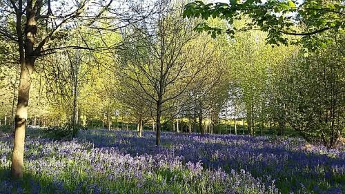 Lodge Hollicarrs Holiday Park - Hares Leap