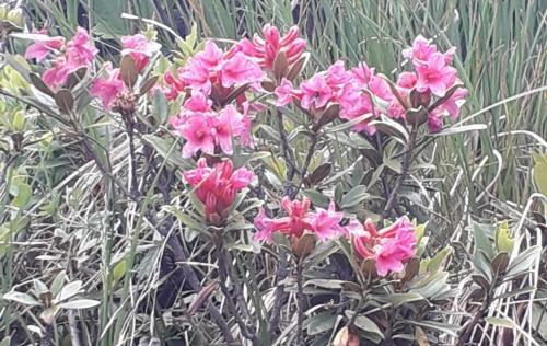 Bed & Breakfast I Girasoli
