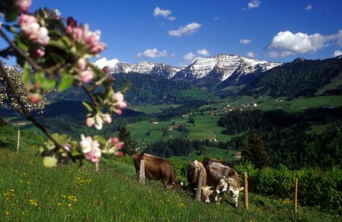 Apartamento Fewo Casa Lotta, Oberstaufen/steibis