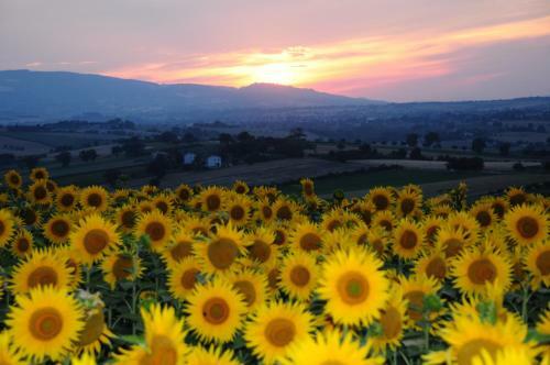 Agroturismo Il Casale