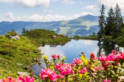 Hostal Gasthof Schneerose