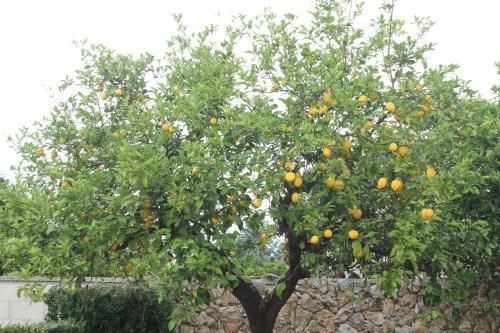 Villa Li Putti Luxury B&B