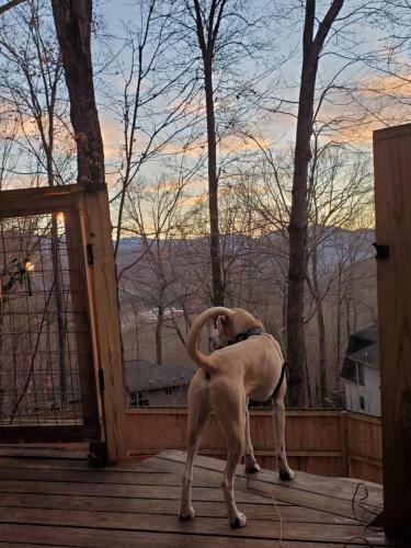 Treehouse Cathedral In Blue Ridge Mountains, Nc