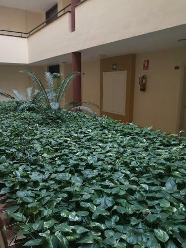 Apartamentai Olivia Sunset, Puerto De Santiago!