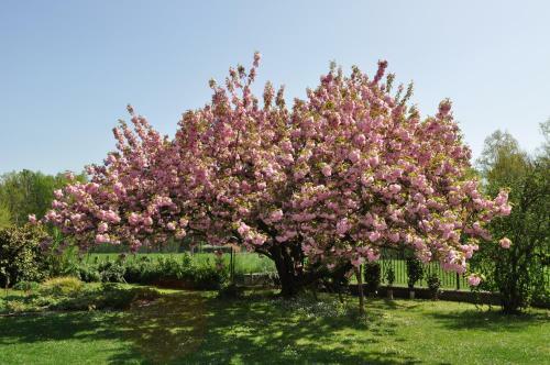Bed & Breakfast Le Pinete