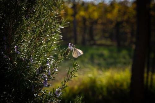 Agroturismo Le Stanze Di Bacco