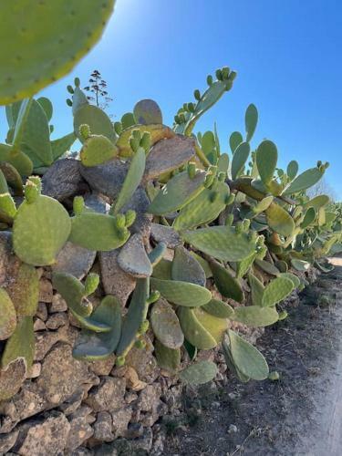 Villa Casa Matilde A 100 M Dal Mare