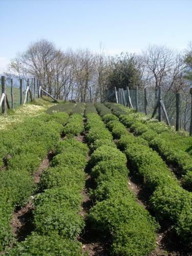 Agroturismo Agriturismo Da Attilio