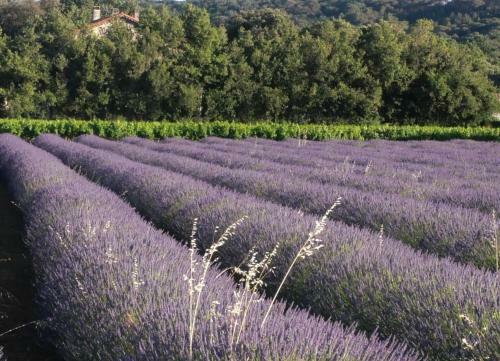 Hostal Maison D�h�tes Le Mas Des Vignes