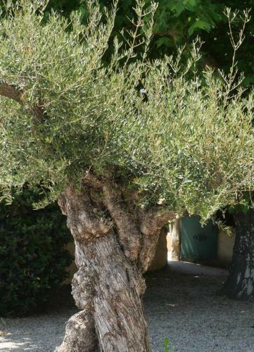 Hostal Maison D�h�tes Le Mas Des Vignes