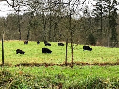 Merveilleux Cottage Dans Parc De 7,5 Hectares