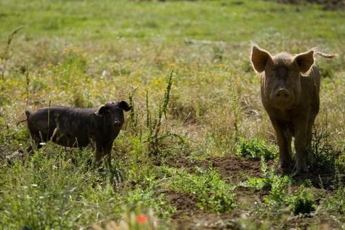 Agroturismo Agriturismo Il Fantone
