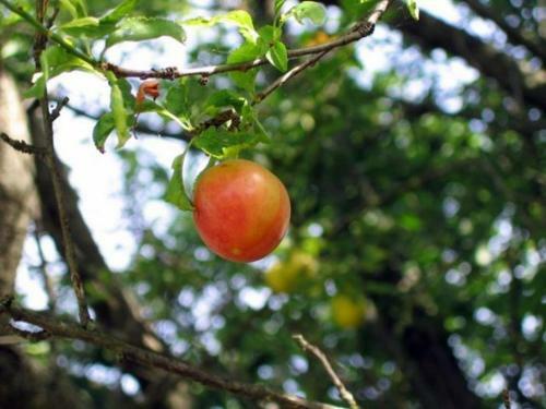 Agroturismo Antica Quercia