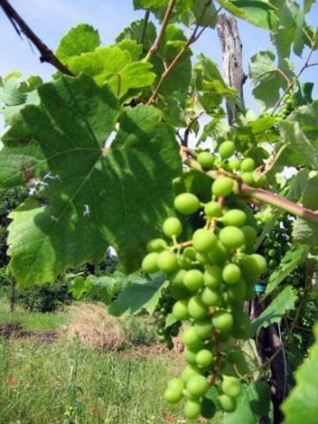 Agroturismo Antica Quercia