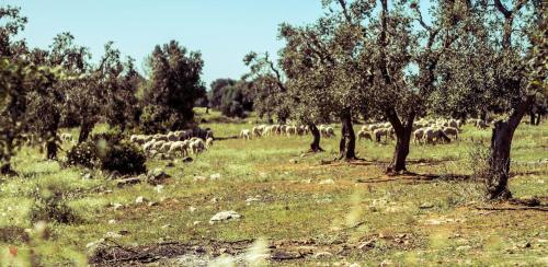 Agroturismo Terreamare