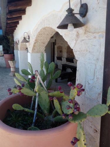 Bed & Breakfast Masseria Alberotanza