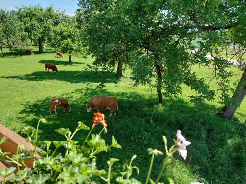 Agroturismo Bauernhof Pension Hofmayer