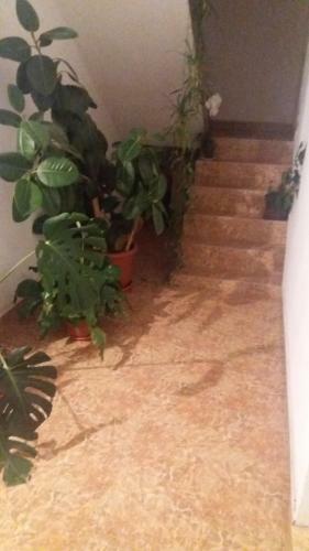 Hostal Pensiunea Miesca