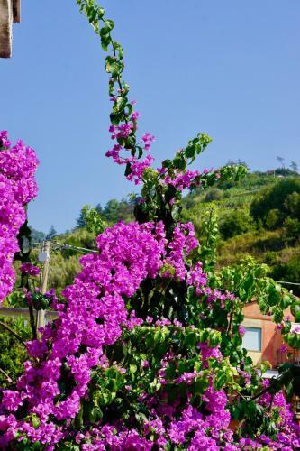 Apartamento Appartamento Le Conchiglie Monterosso Al Mare