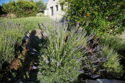 Lavanda Apt With Pool At La Corte Degli Ulivi