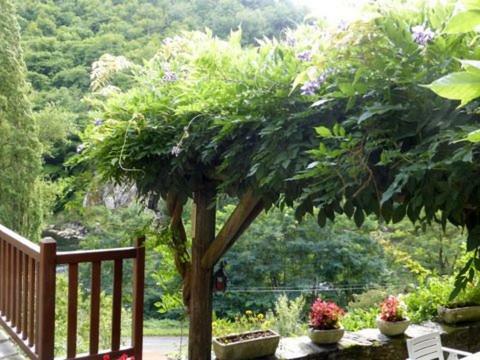 Les Glycines Du Lot