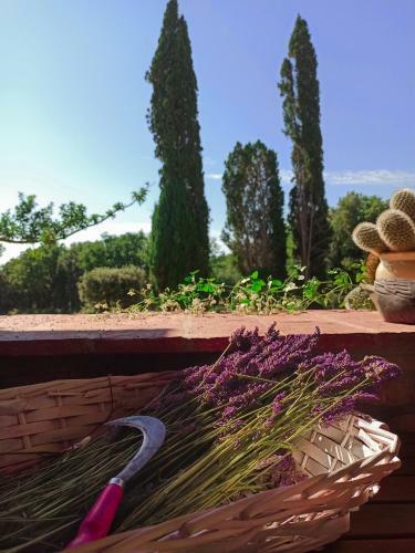 Apartamento Agriturismo Podere Le Palaie