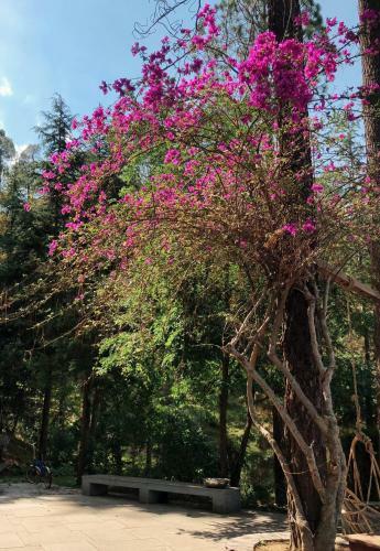 Lodge Shantiniketan Mountain Home