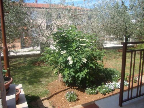 Comfortable Apartments In Peroj Near The Sea