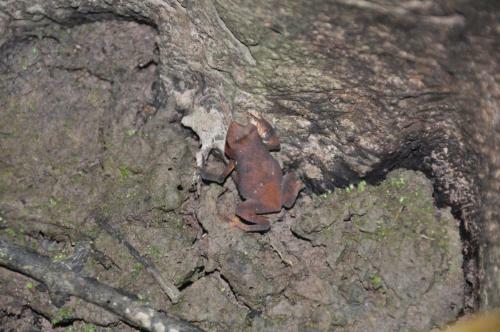 Albergue Amazon Exploring Expedition - Eretzen T� Lodge