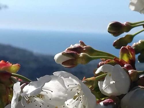 Bed & Breakfast Casa Allorello