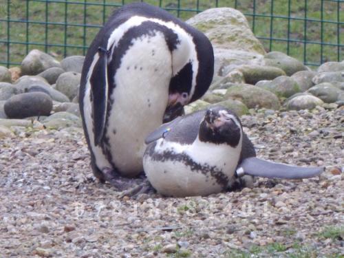 Flamingo Land - Woodlands W174