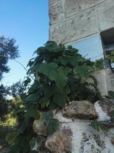 Bed & Breakfast Oasi Degli Allori