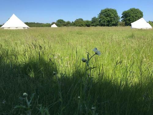 Buttercup Bell Tent In The Broads National Park