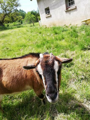 Yourte Mongole V�ritable