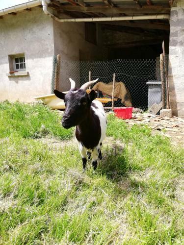 Yourte Mongole V�ritable