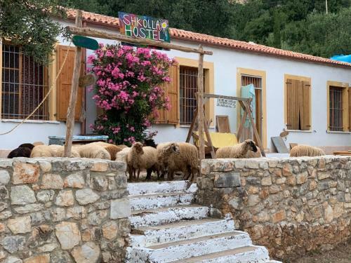 Shkolla Hostel & Camping