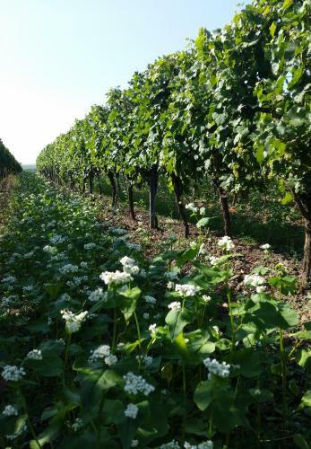Hostal Winzerhof Fleischmann