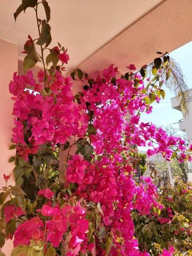 Buganv�lia House * Faro Villa