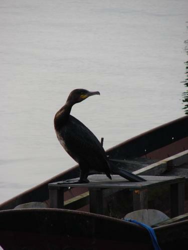 B&B Houseboat Between Amsterdam Windmills