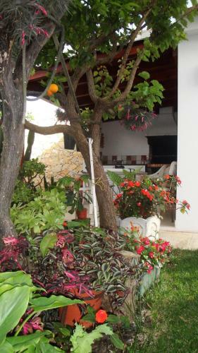 Hostal Lemon Tree Relaxing Guesthouse