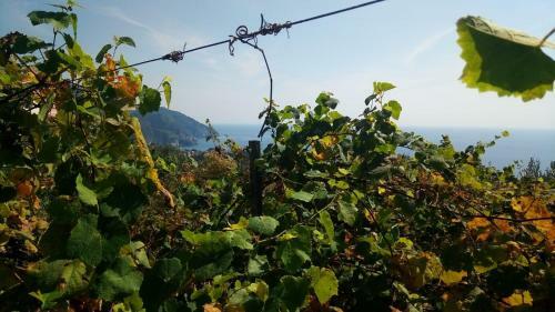 Apartamento Agriturismo Terre Verae
