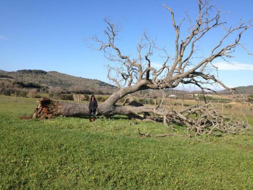 Villa Superb Cottage In Tuscany's Maremma