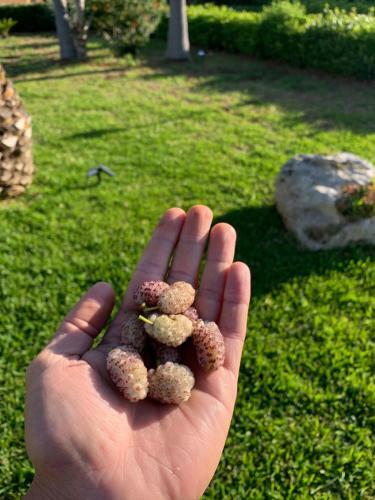 Giardino Verderame