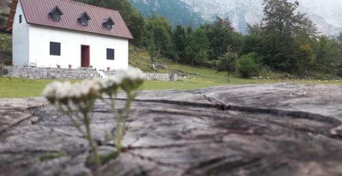 Hostal Guesthouse Freskia